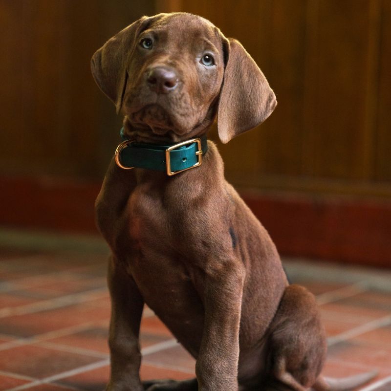 Meet the real dog playing Scooby-Doo in Netflix's ‘Scooby-Doo: Origins'