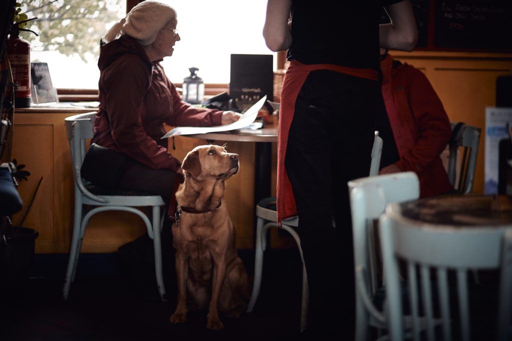 All the pet-friendly cafes around KL and PJ to bring your fur kids to