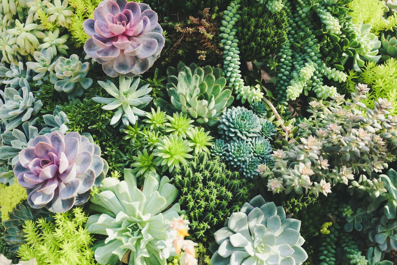 If you need to start somewhere with houseplants, these are the most popular ones ranked