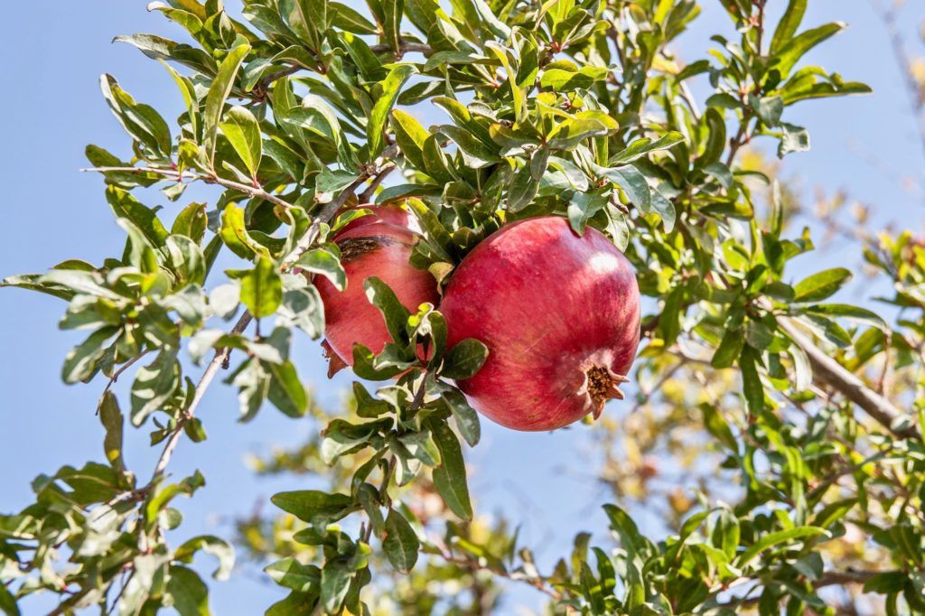 The best superfoods for a clearer complexion and glowing skin