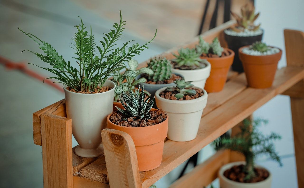 What indoor plant should you get according to your zodiac sign?