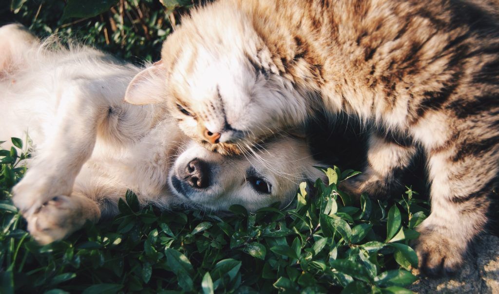 These are the 10 most-followed pet Instagram accounts in the world