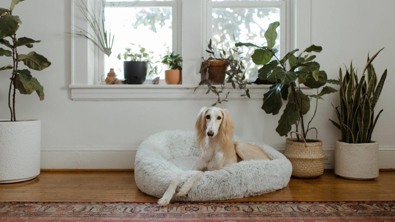 10 indoor plants that are safe for your pets