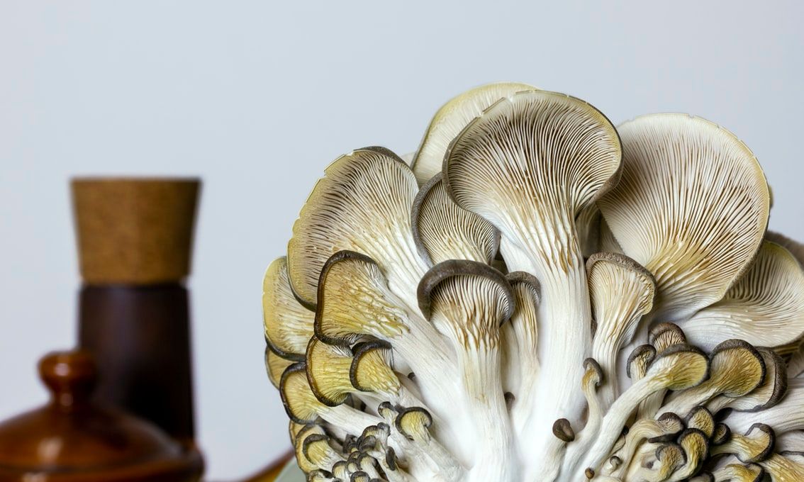 Mushroom Leather Is the Next Big Thing in Sustainable Fashion - PureWow