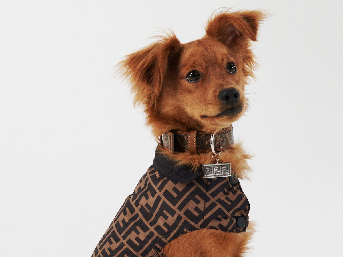  Baxter Dog Paw Dog Collar (Cat) : Handmade Products