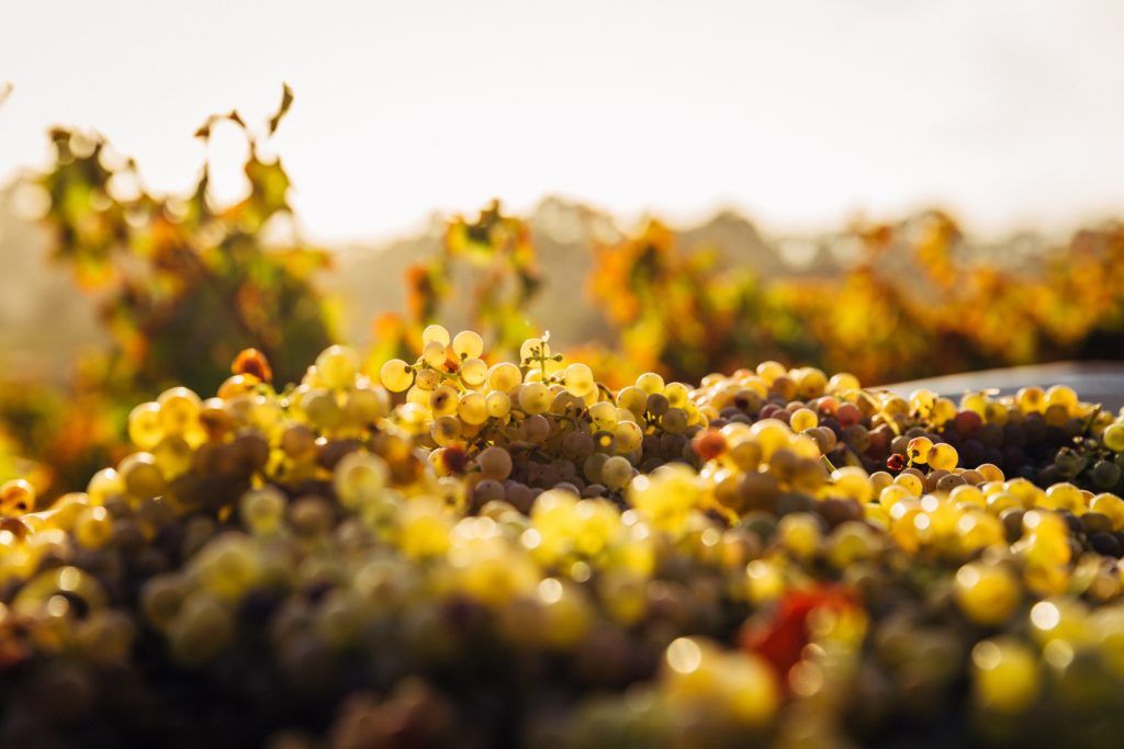 Eiling Lim journeys to France and picks out the best wines in Burgundy