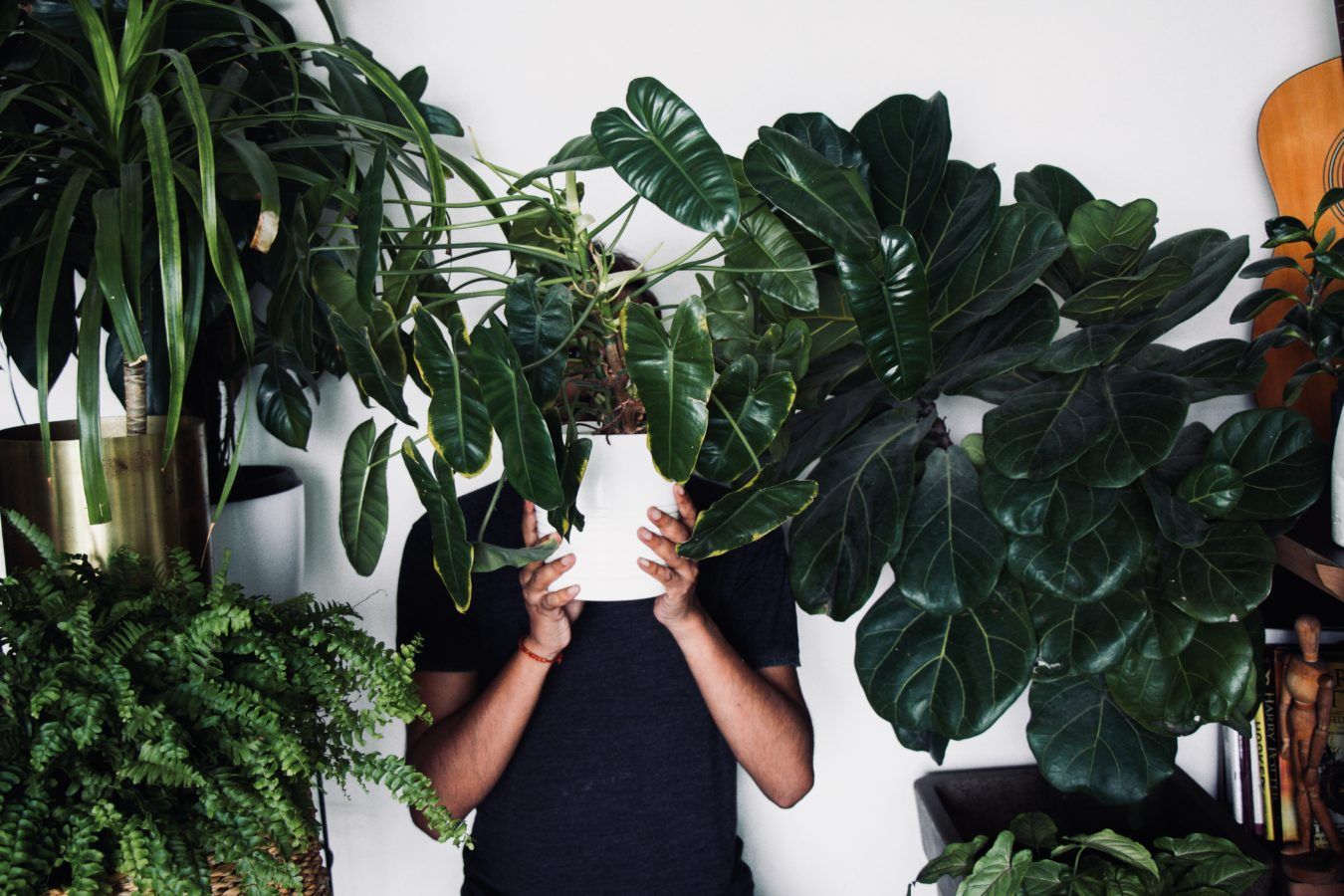 3 expert tips on keeping your houseplants luxuriant effortlessly