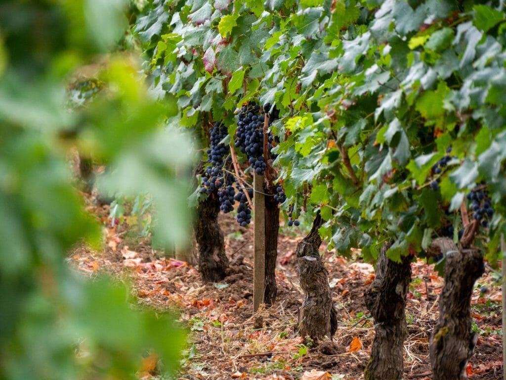 Review: 2003 vintage red Bordeaux wines and why they matter almost 20 years later