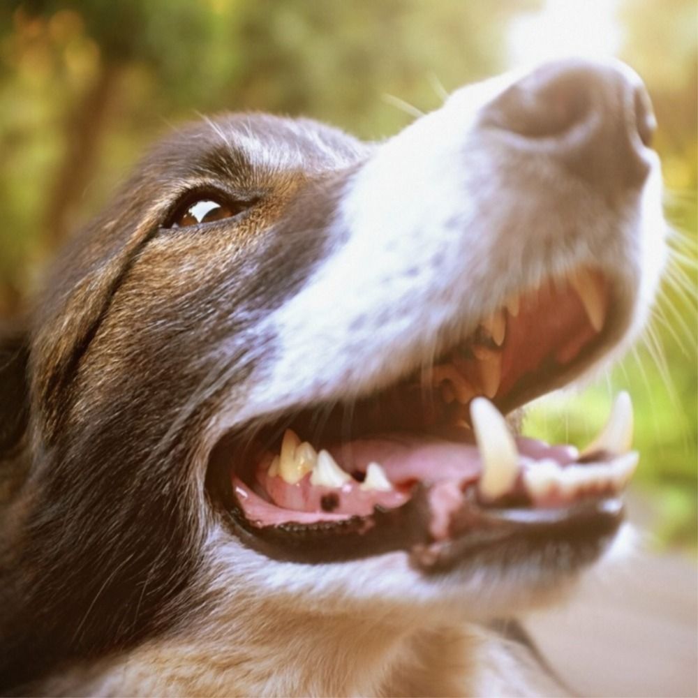 How often should you clean your dog's teeth, experts reveal