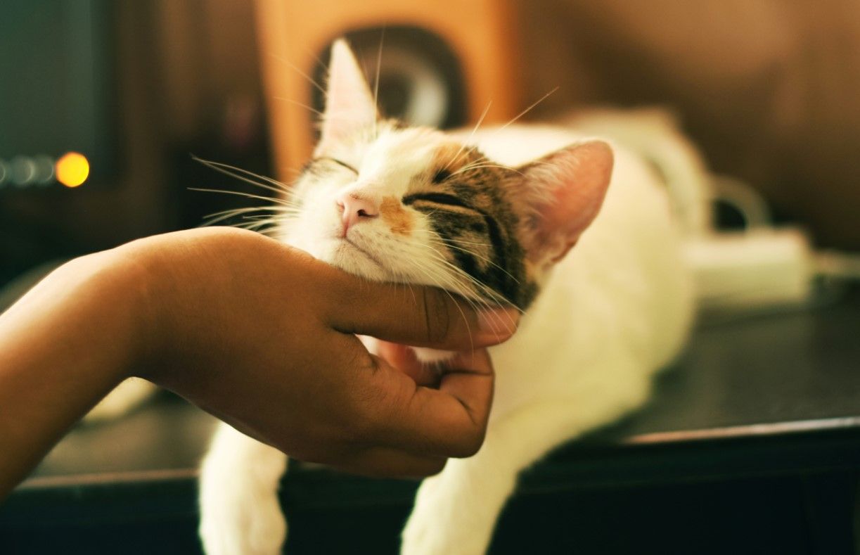 Cat lovers, it’s time to get down to these cat cafes and playgrounds in KL