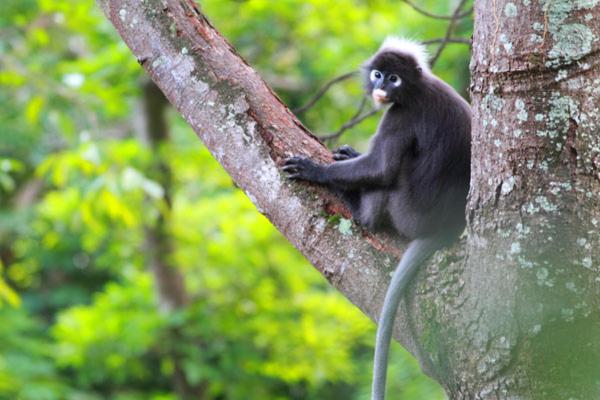 Ambong-Ambong Rainforest Retreat 
