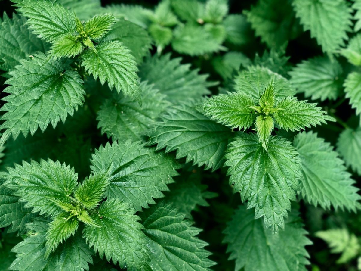 Revive the shine in your tresses with nettle – here’s what to get