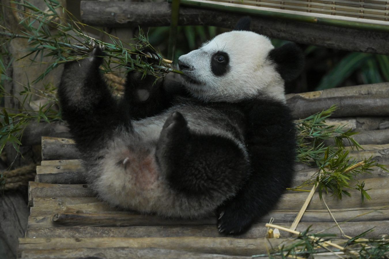 The third giant panda cub born in Zoo Negara Malaysia is finally named