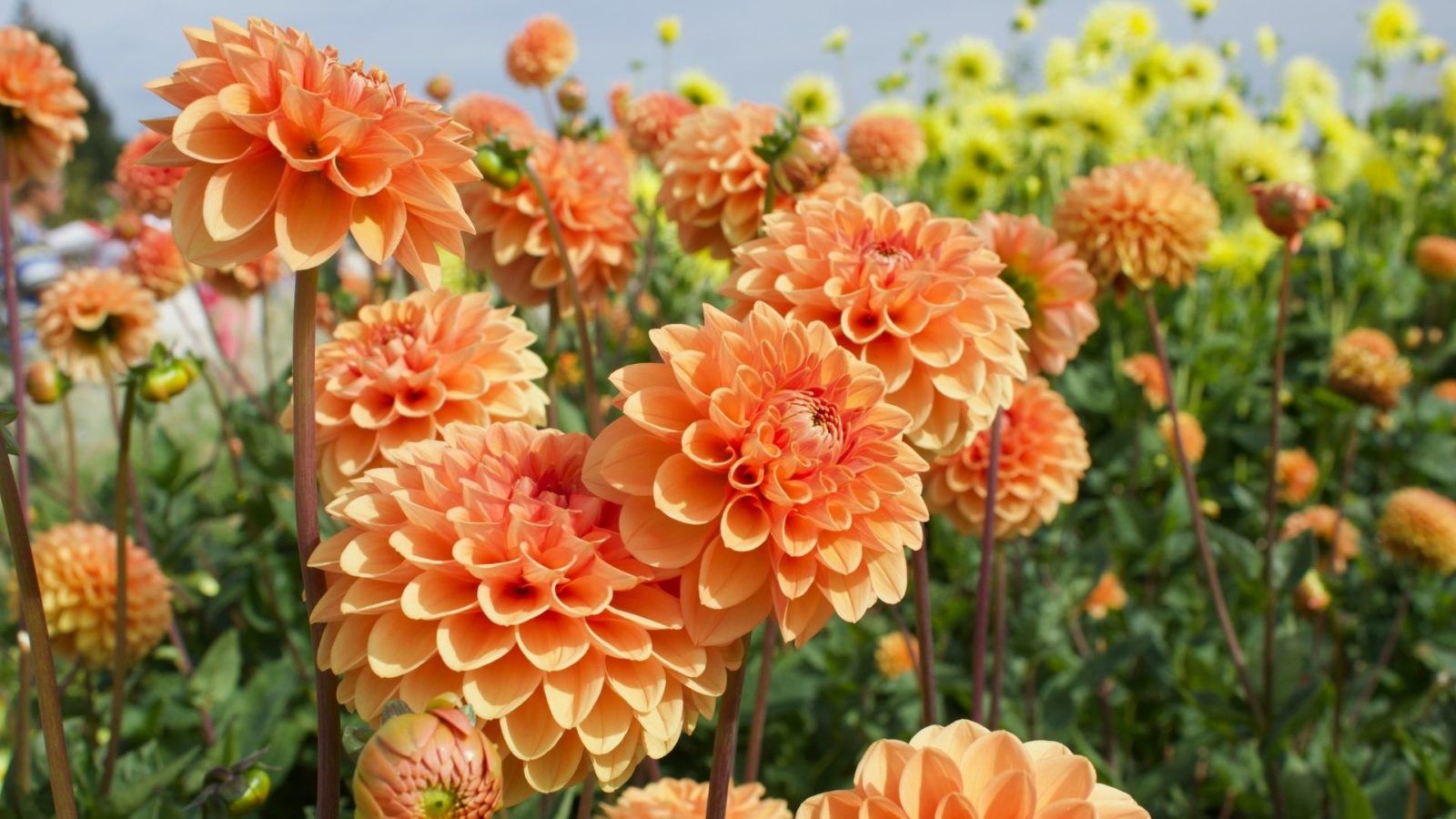 50 of the most beautiful flowers to lift your spirit