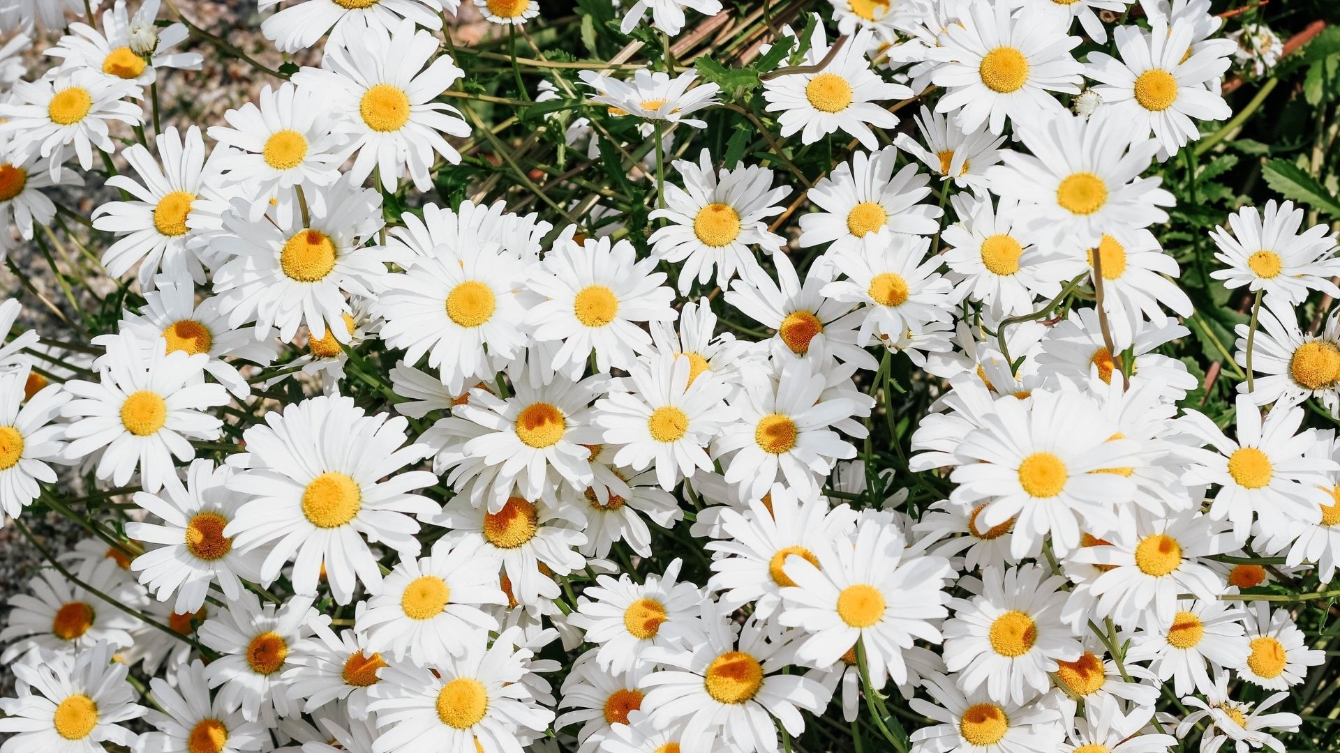 Most beautiful flowers:Daisy