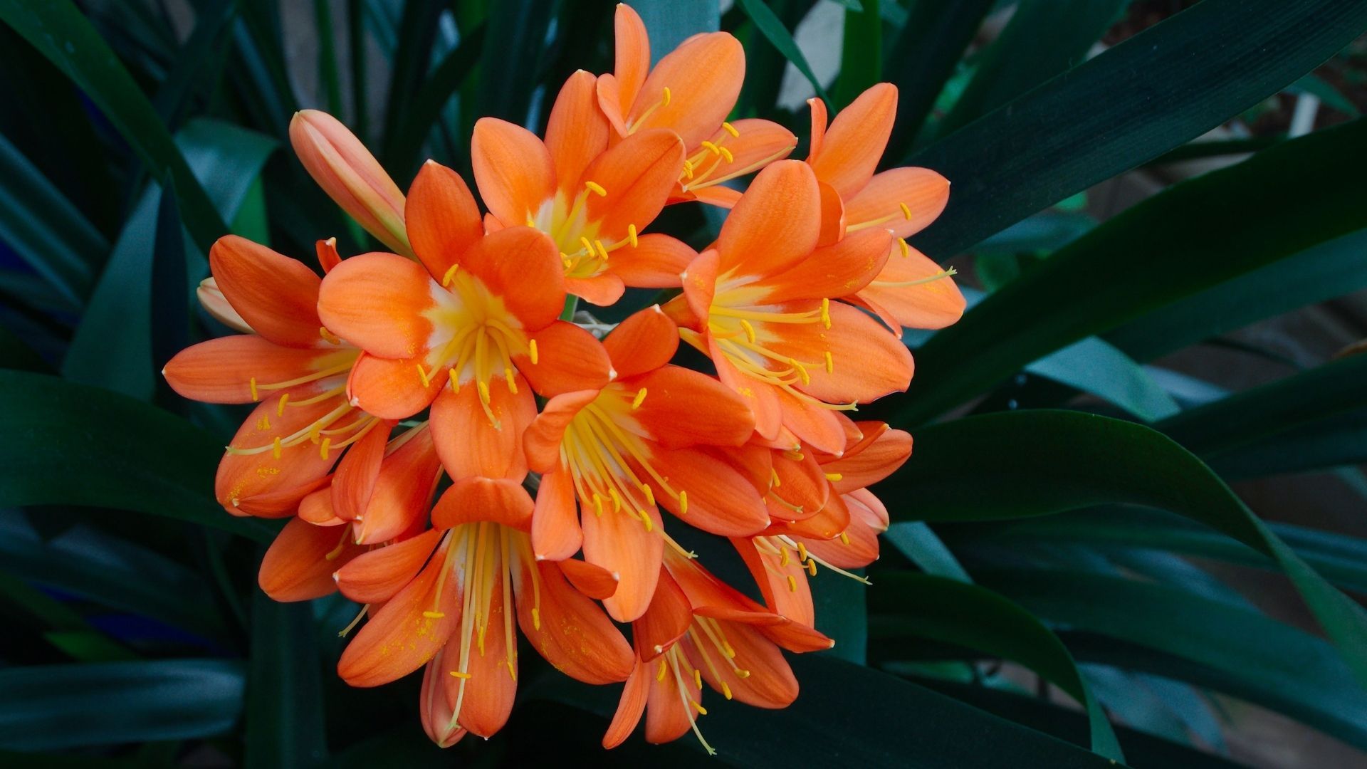 Beautiful flowers: Clivia