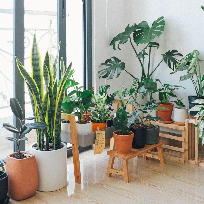 A beginner’s guide on growing indoor plants and where you can buy them
