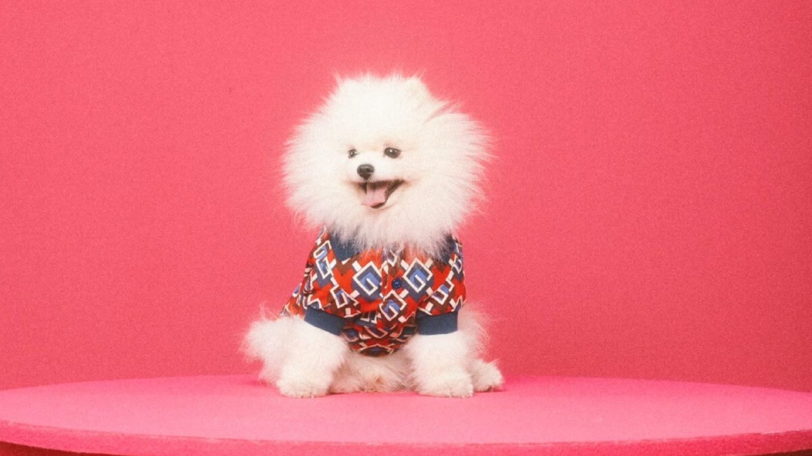 Gucci releases its first pet collection featuring stylish clothes and accessories