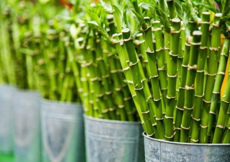 These are the best and worst indoor plants, according to Vastu Shastra