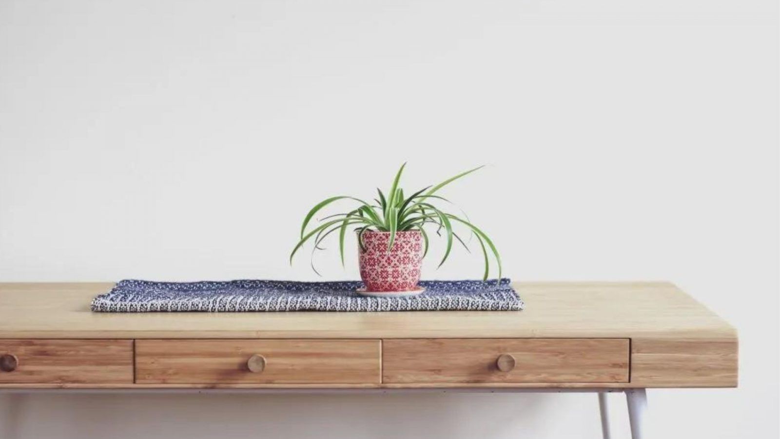Spider plant care tips: How to grow a spider plant indoors