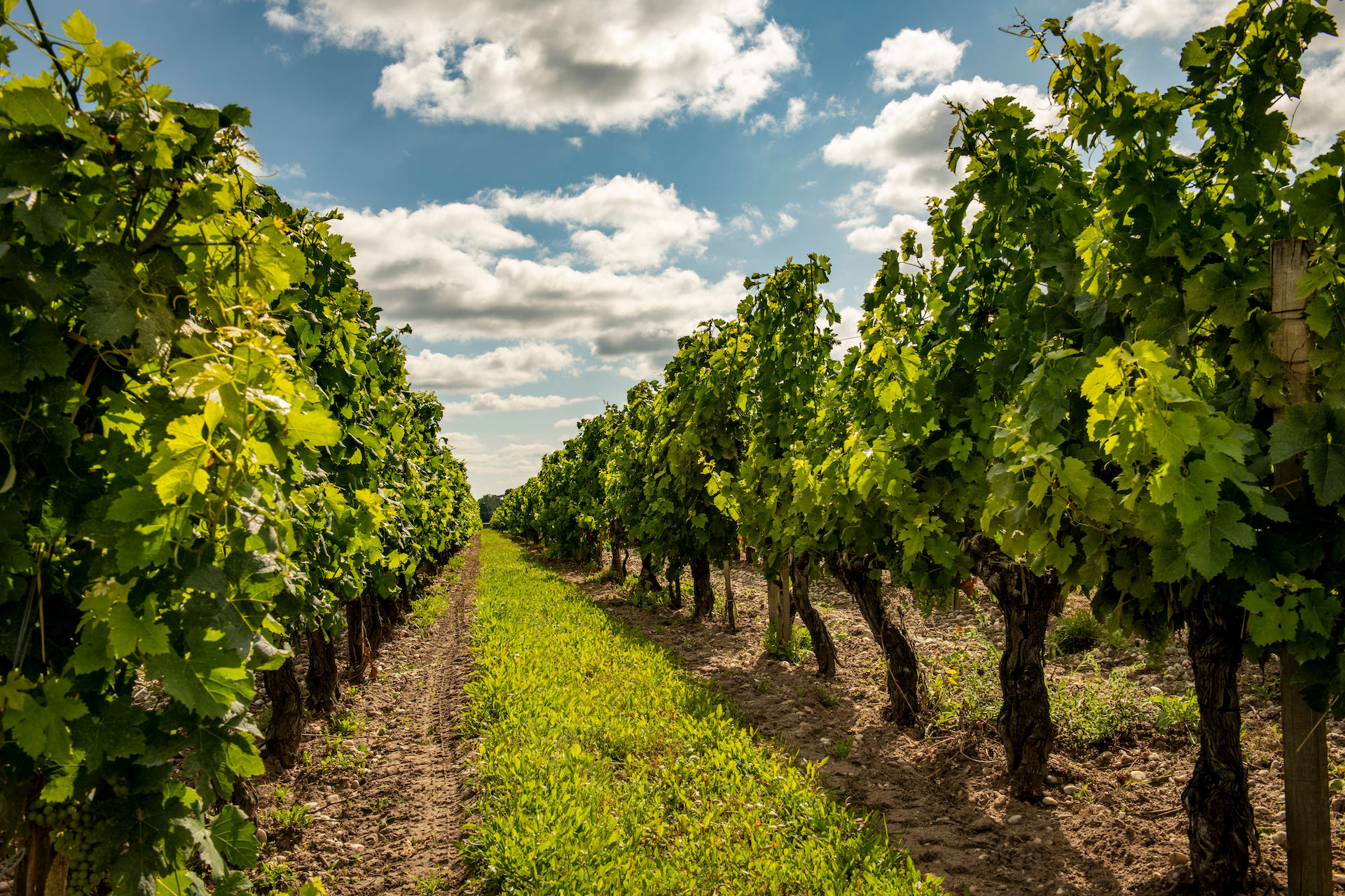 Santé! Penfolds debuts two new French wines for its 2022 collection