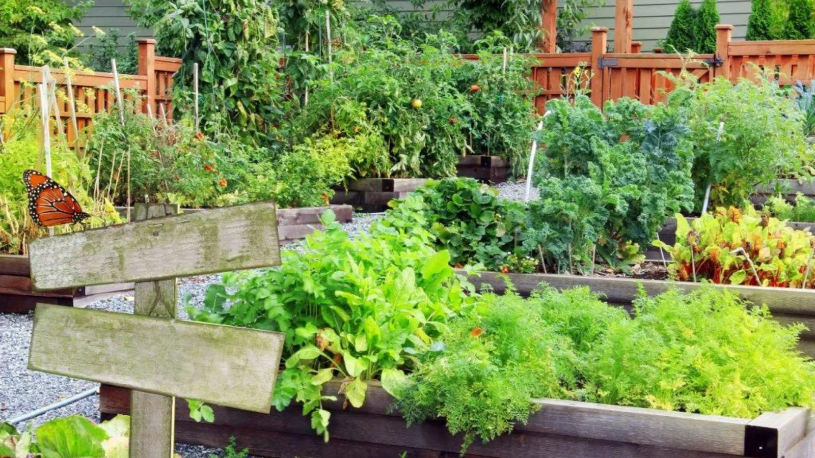 Your complete guide to creating and maintaining a one-stop kitchen garden to fulfil your culinary needs