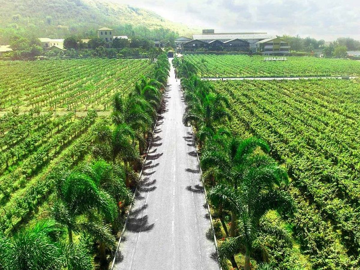 Best time to 2025 visit sula vineyards