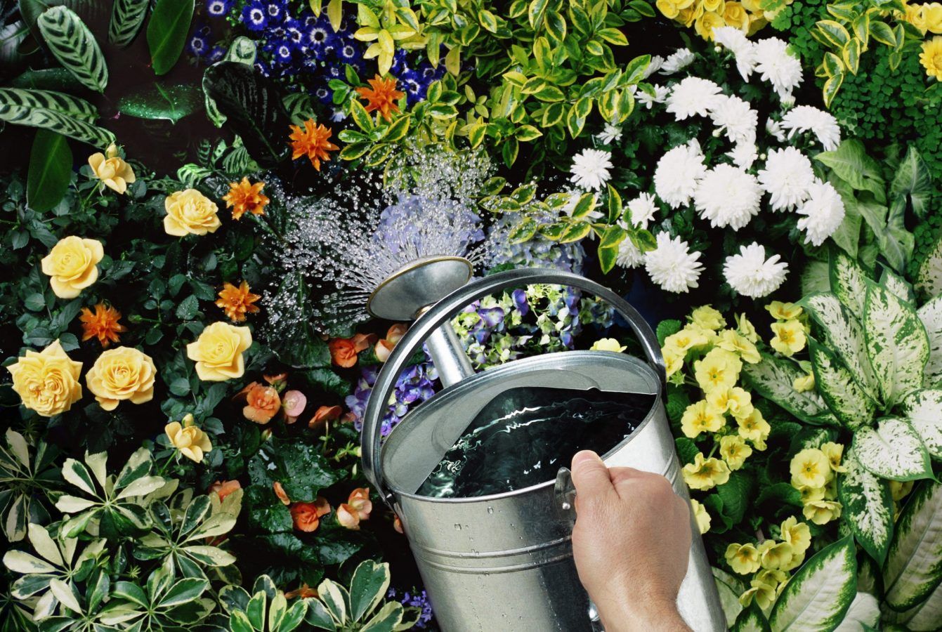These are the best (and worst) times to water your plants, according to gardening experts