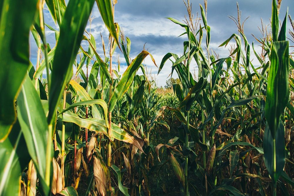 Corn is a grain