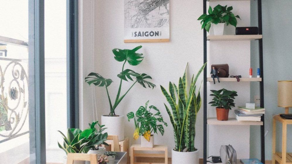 11 Best Vastu plants to promote success and prosperity in your home