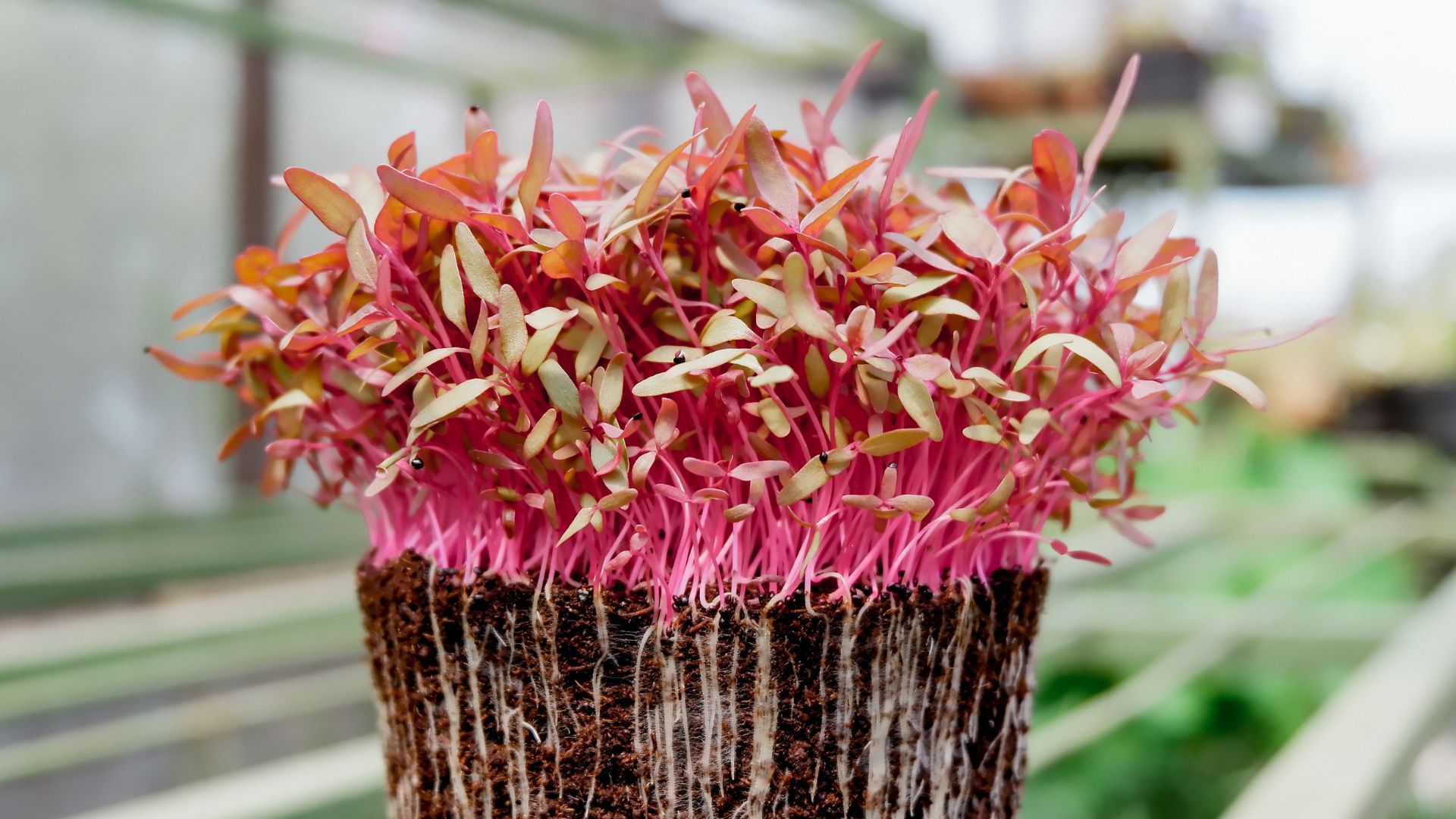 Amaranth