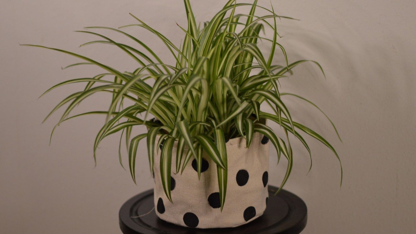 How to grow and care for a spider plant