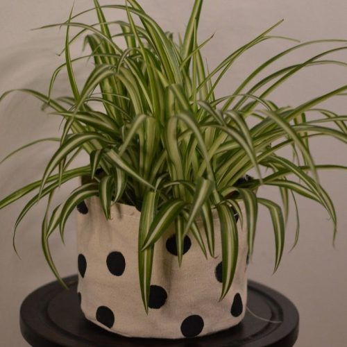 Feng shui plants Tips to grow lucky money plants