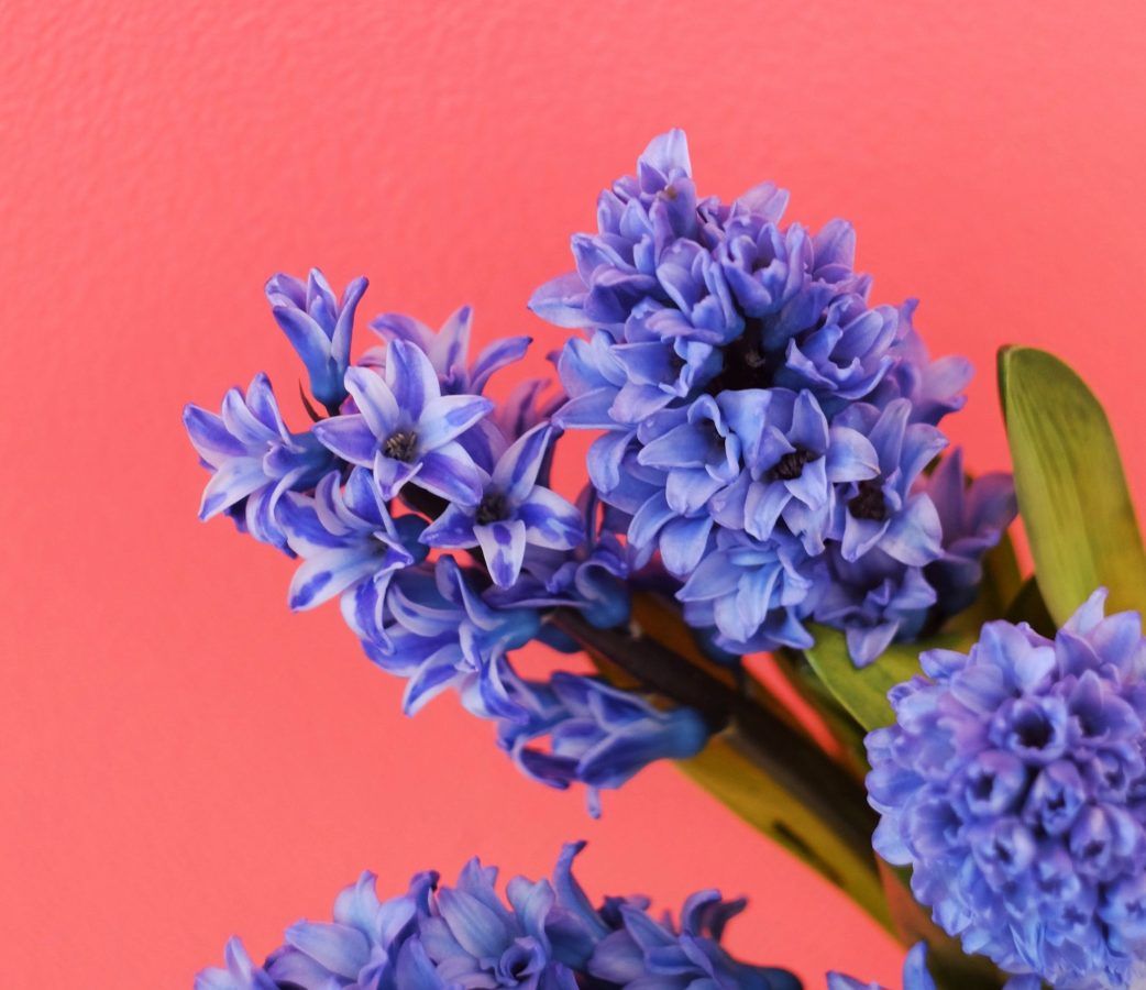 Chinese zodiac Lucky flowers based on your sign to bring good luck