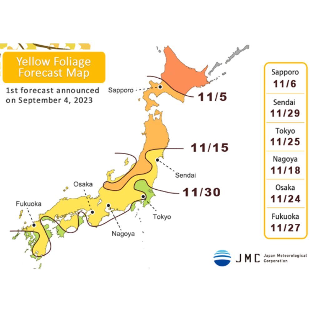 japan autumn - gingko