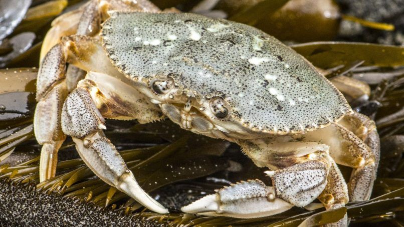 The most expensive edible crabs in the world you can feast on