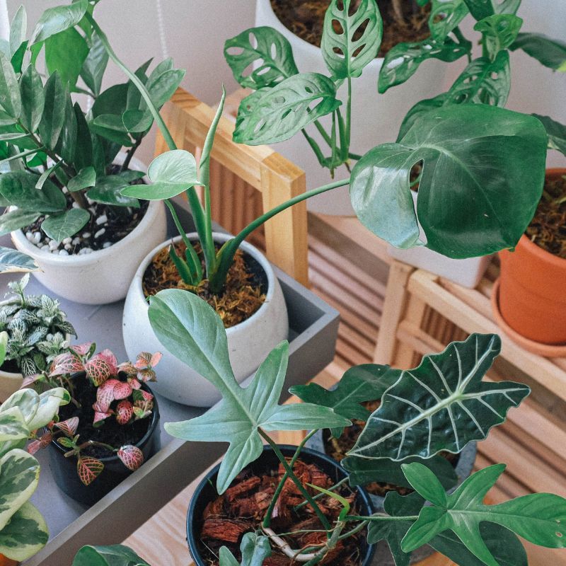 Feng Shui tips and lucky plants for the New Year 2024