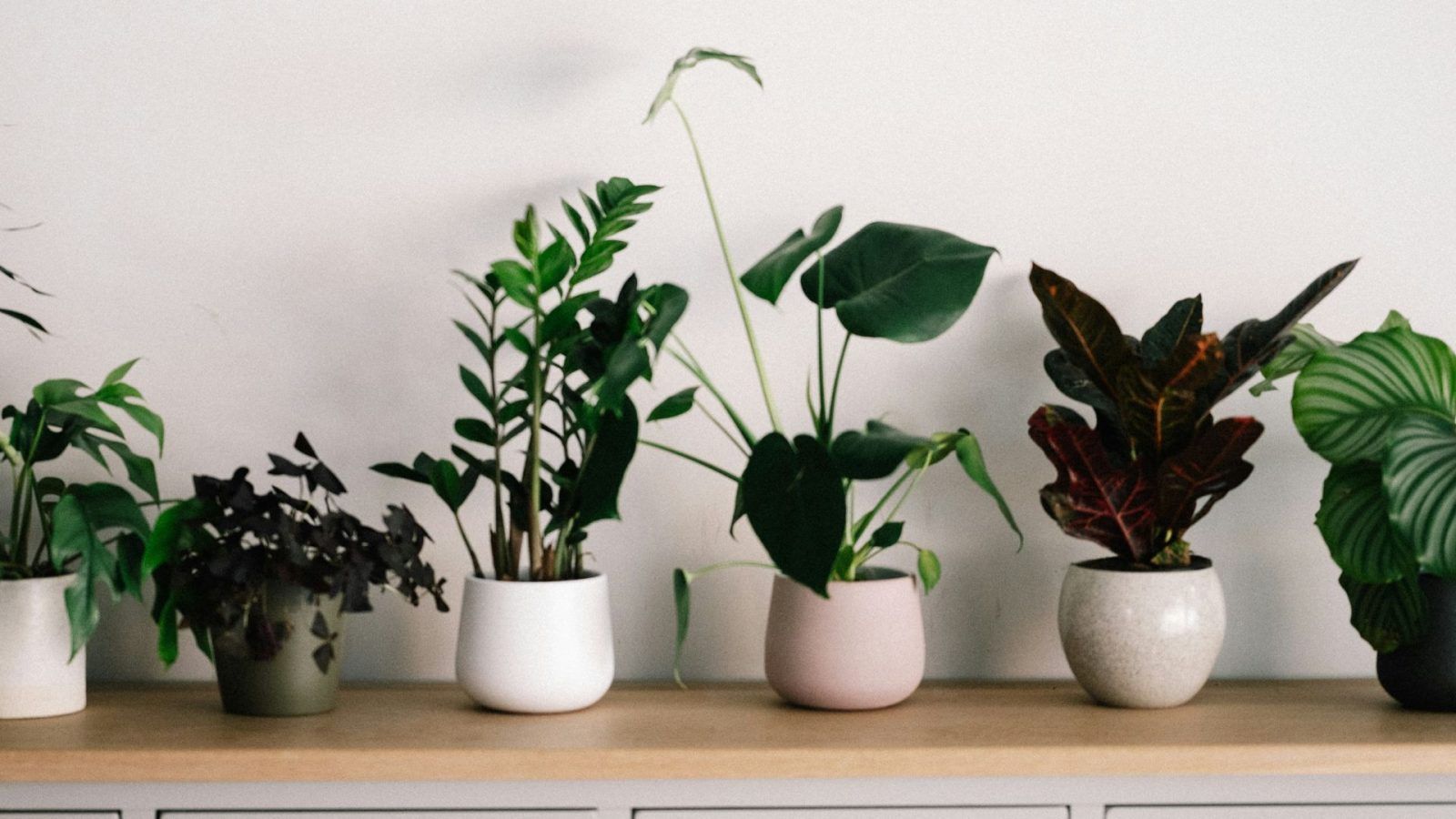 Lucky house plant for your zodiac sign and its significance