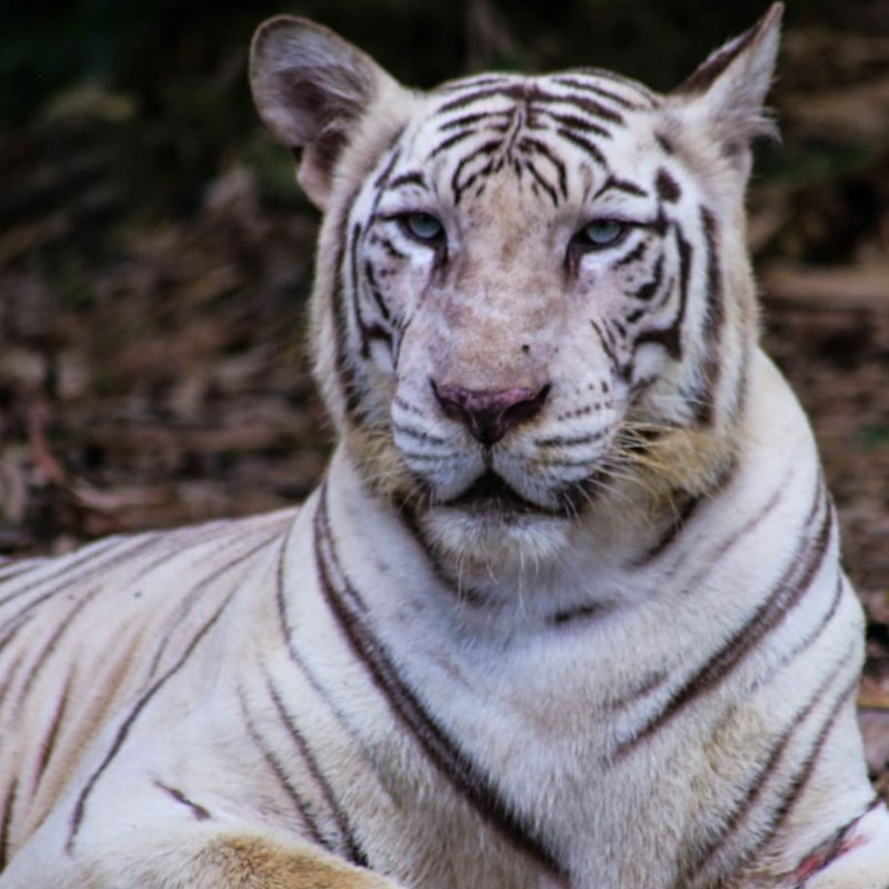 Get free tickets to Zoo Negara on your birthday. Here's how: