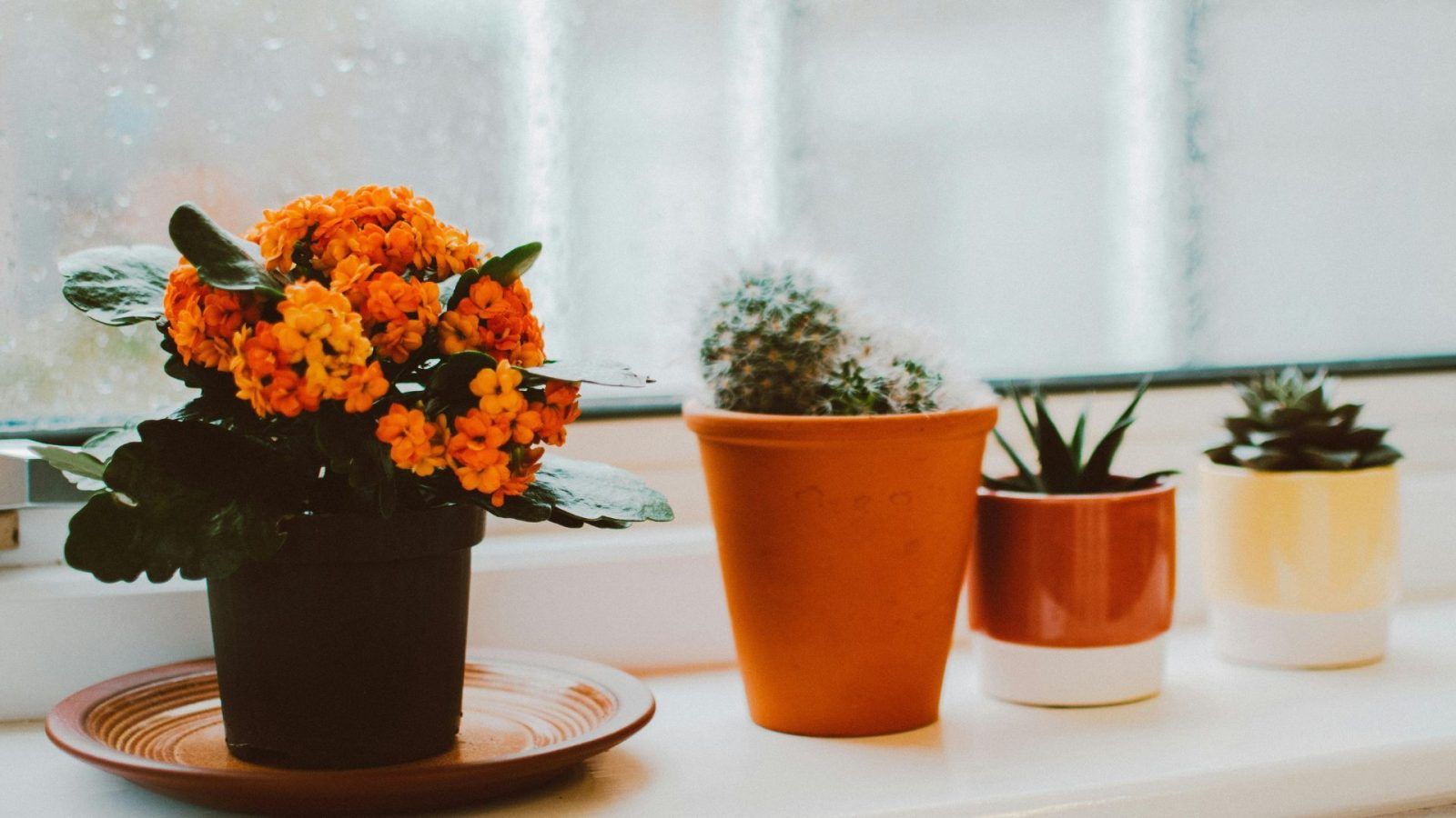 Indoor flowering plants to add some character to your home