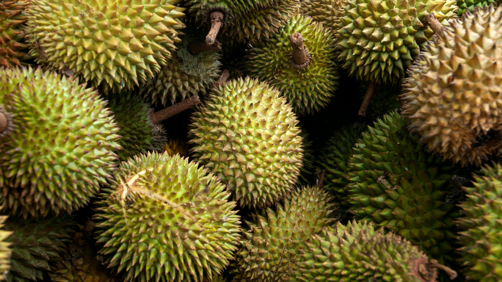 Malaysia durian season guide: Common varieties and how to pick the best ones