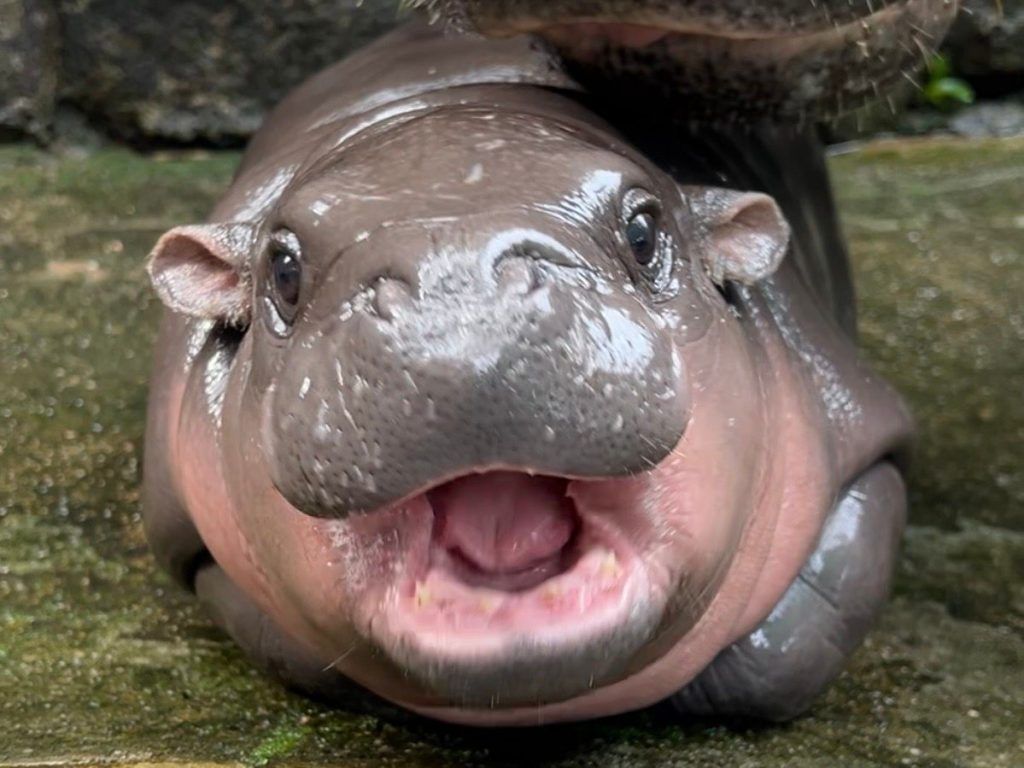 How to watch viral hippo Moo Deng’s livestream online