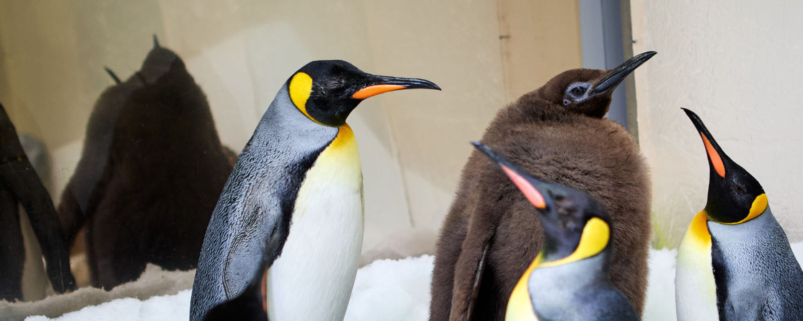 Meet Pesto, the baby penguin going viral like Moo Deng Lifestyle Asia KL