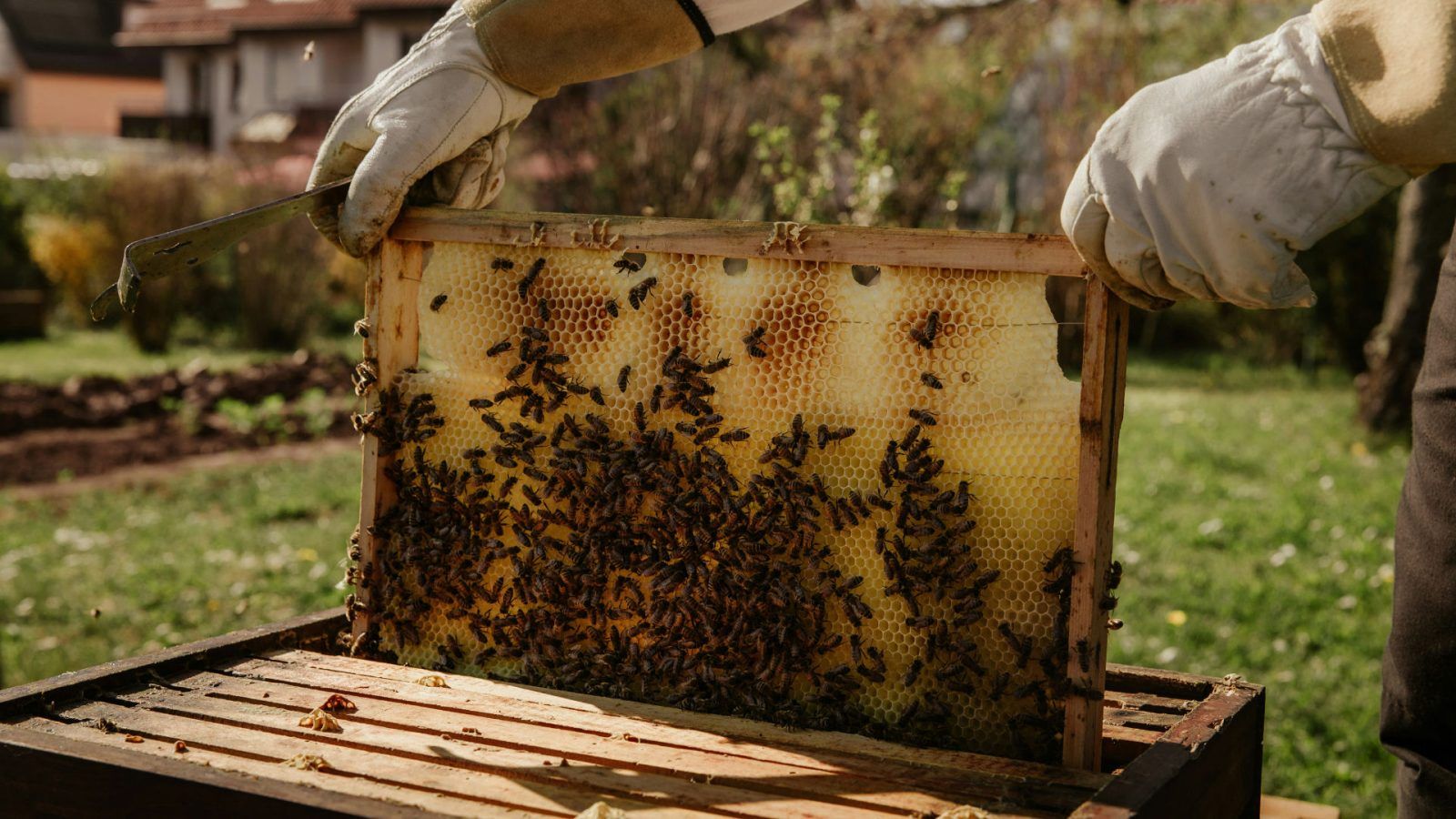 Propolis Def A guide to propolis: How to consume, health benefits | Lifestyle Asia KL