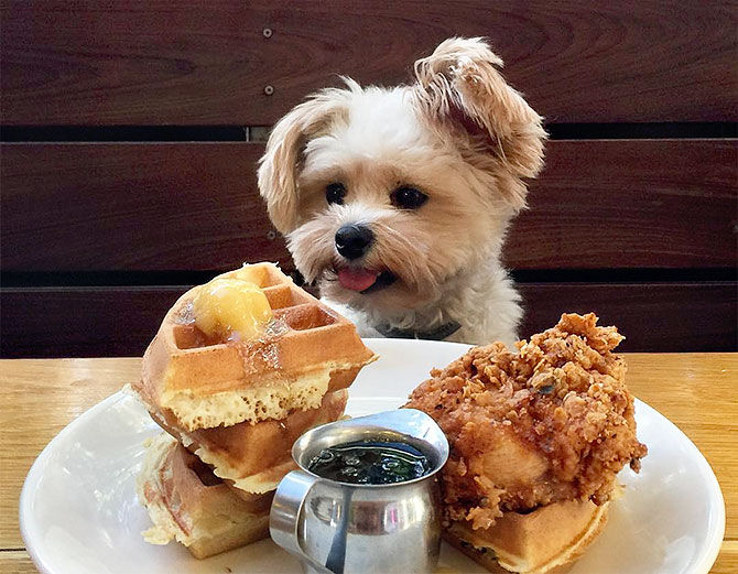 10 pet-friendly cafes in Singapore your furry friend will love