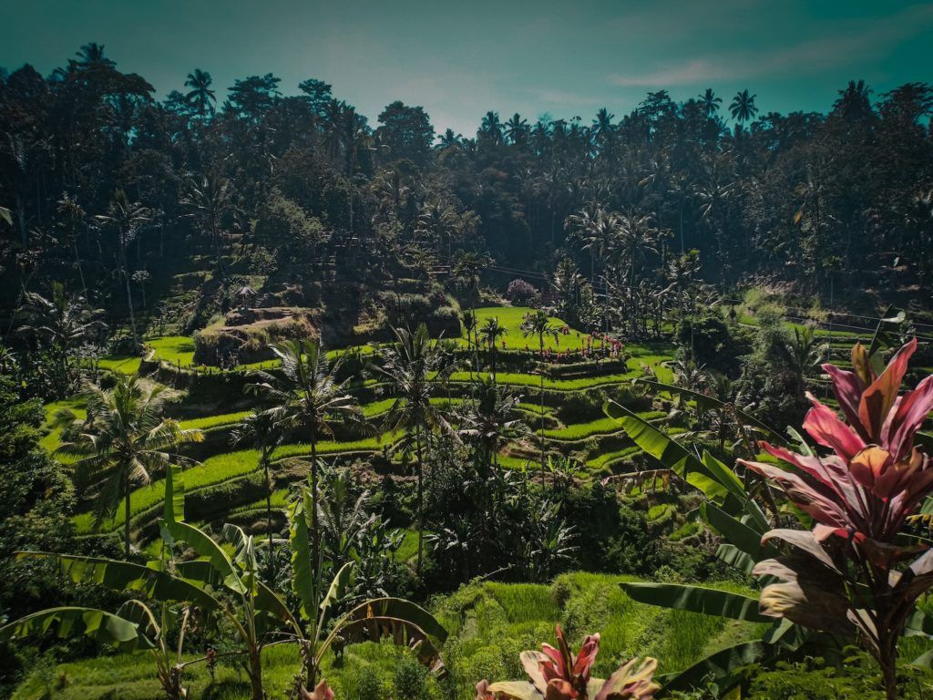 The ultimate travel guide to Bali