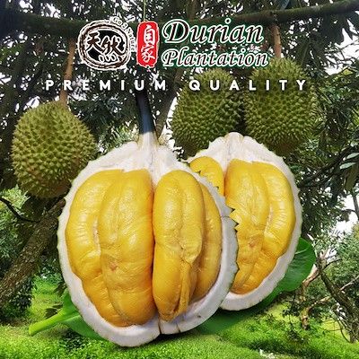 Durian Plantation 