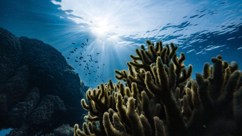 The best reef-safe sunscreens to protect your skin (and the ocean) this summer
