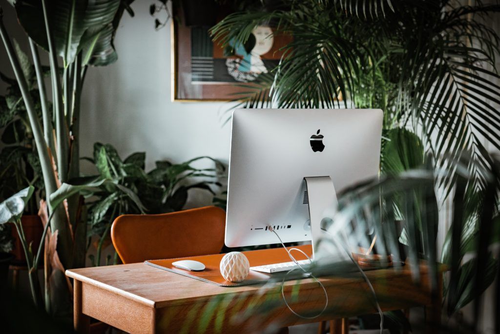 A beginner’s guide to indoor house plants and where to get them in Singapore