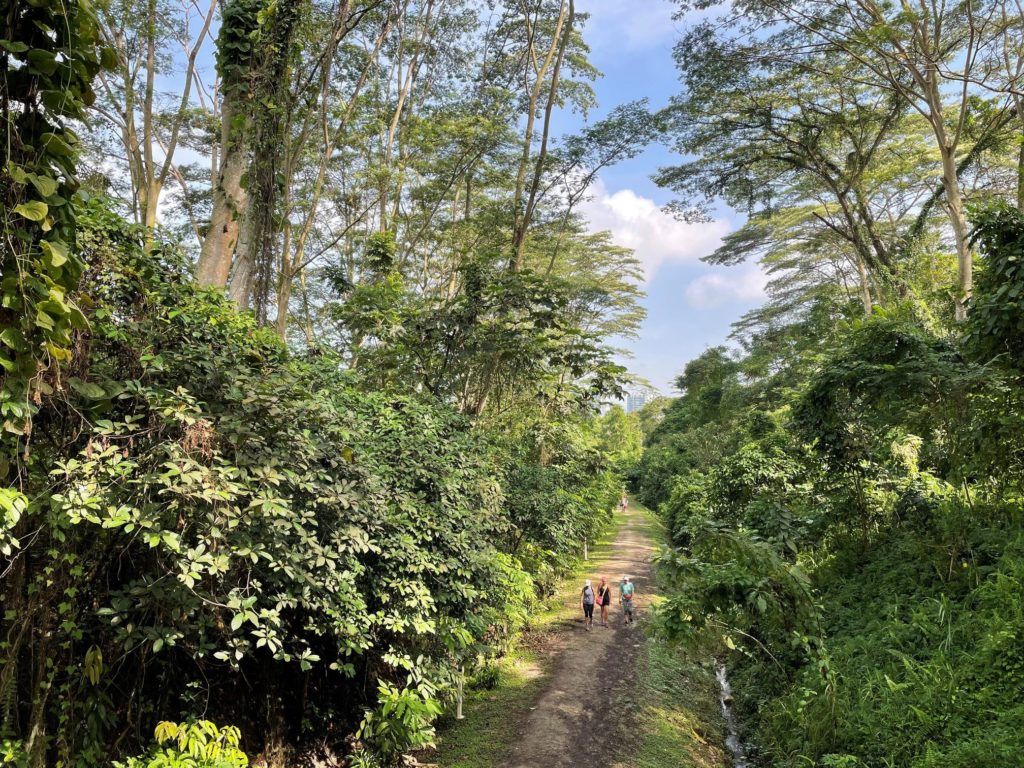8 best hiking trails in Singapore that lead to good food